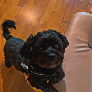 Black Dog , Budapest Ungheria